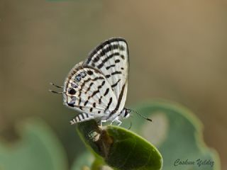 Balkan Kaplan (Tarucus balkanicus)