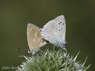 okgzl Dafnis (Polyommatus daphnis)