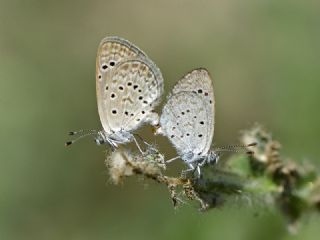 Karsandra (Zizeeria karsandra)