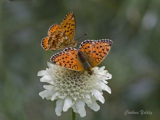 Brtlen Brentisi (Brenthis daphne)