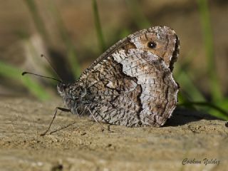 Byk Karamelek (Hipparchia syriaca)