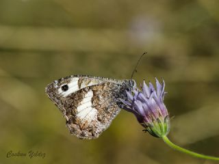 Anadolu Yalanccads (Pseudochazara anthelea)