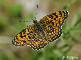 Cezayirli parhan (Melitaea ornata)