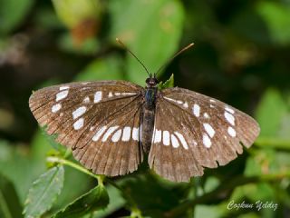 Szlen Karakz (Neptis rivularis)