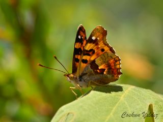 Anadolu ehzadesi (Thaleropis ionia)