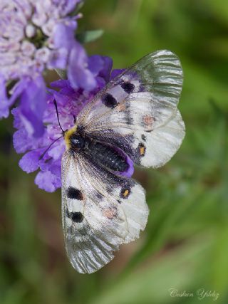 Kafkas Apollosu (Parnassius nordmanni )