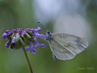 Doulu Narin Orman Beyaz (Leptidea duponcheli)