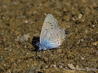 okgzl Gzel Mavi (Polyommatus bellis)