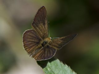 Erivan Anormal okgzls (Polyommatus eriwanensis)