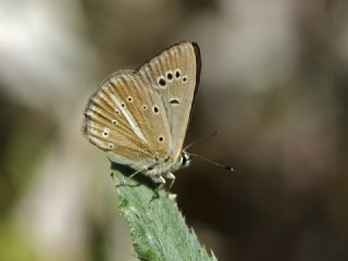 Erivan Anormal okgzls (Polyommatus eriwanensis)