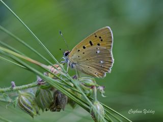 Orman Bakr Gzeli (Lycaena virgaureae)