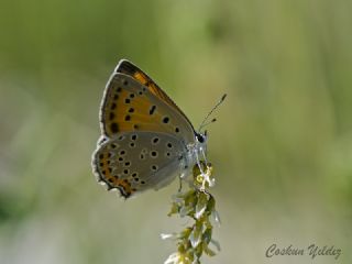 Byk Mor Bakr Gzeli (Lycaena alciphron)