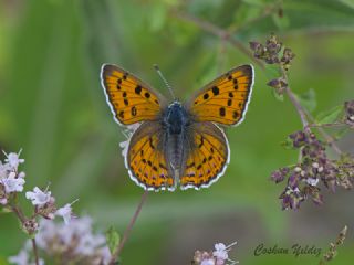 Byk Mor Bakr Gzeli (Lycaena alciphron)