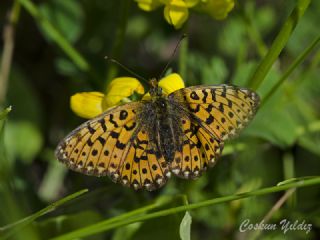 Beyaz nci (Clossiana euphrosyne)