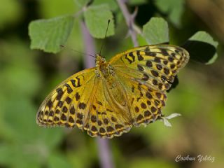 Cengaver (Argynnis paphia)