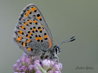 Akbes Gelincii (Tomares nesimachus)