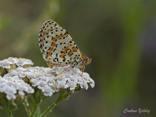 Benekli parhan (Melitaea didyma)