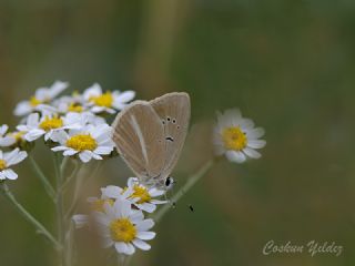 okgzl Anadolu Beyaz (Polyommatus menalcas)