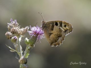 Cad (Chazara briseis)