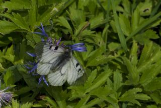 Dumanl Apollo (Parnassius mnemosyne)