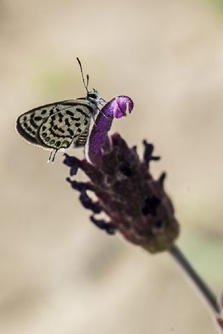 Balkan Kaplan (Tarucus balkanicus)