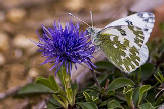 Yeni Beneklimelek (Pontia edusa)