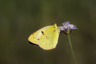 Sar Azamet (Colias croceus)
