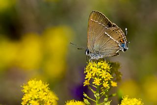 Gzel Sevbeni (Satyrium spini)