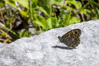 Kk Esmerboncuk (Lasiommata megera)