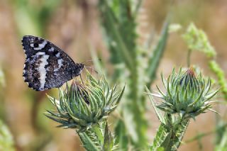 Kara Murat (Brintesia  circe)