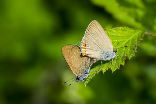 Minik Sevbeni (Satyrium acaciae)