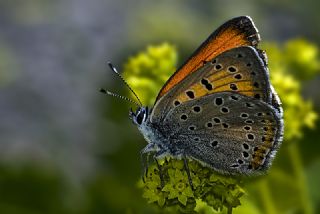 Ate Bakr Gzeli (Lycaena candens)