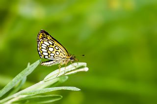 Beyaz Benekli Zpzp (Heteropterus morpheus)