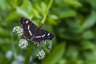 Isrgan Kelebei (Araschnia levana)