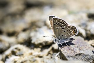 Mcevher Kelebei (Chilades trochylus)