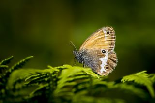 Funda Zpzp Perisi (Coenonympha arcania)