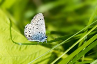 okgzl Amanda (Polyommatus amandus)