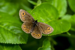 Orman Gzelesmeri (Erebia medusa )