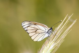 Al Beyaz (Aporia crataegi)