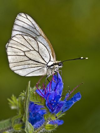 Al�� Beyaz�&nbsp;(Aporia&nbsp;crataegi)