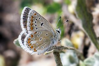 Anadolu okgzls (Polyommatus hyacinthus)