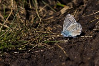 okgzl figenya (Polyommatus iphigenia)