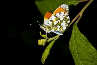 Turuncu Ssl (Anthocharis cardamines)
