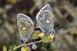 Pirene okgzls (Polyommatus pyrenaicus)