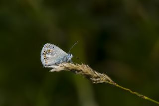 Anadolu okgzls (Polyommatus hyacinthus)