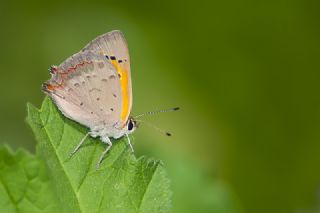 Benekli Bakr Gzeli (Lycaena phlaeas)