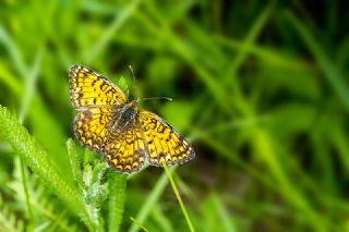 Benekli Byk parhan (Melitaea phoebe)