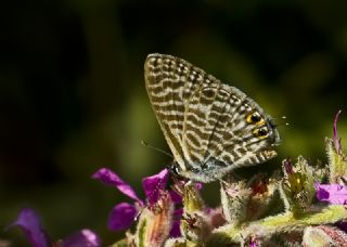 Mavi Zebra (Leptotes pirithous)