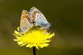 Gm Lekeli Esmergz (Plebejus argus)