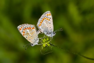 okgzl Esmer (Aricia agestis)